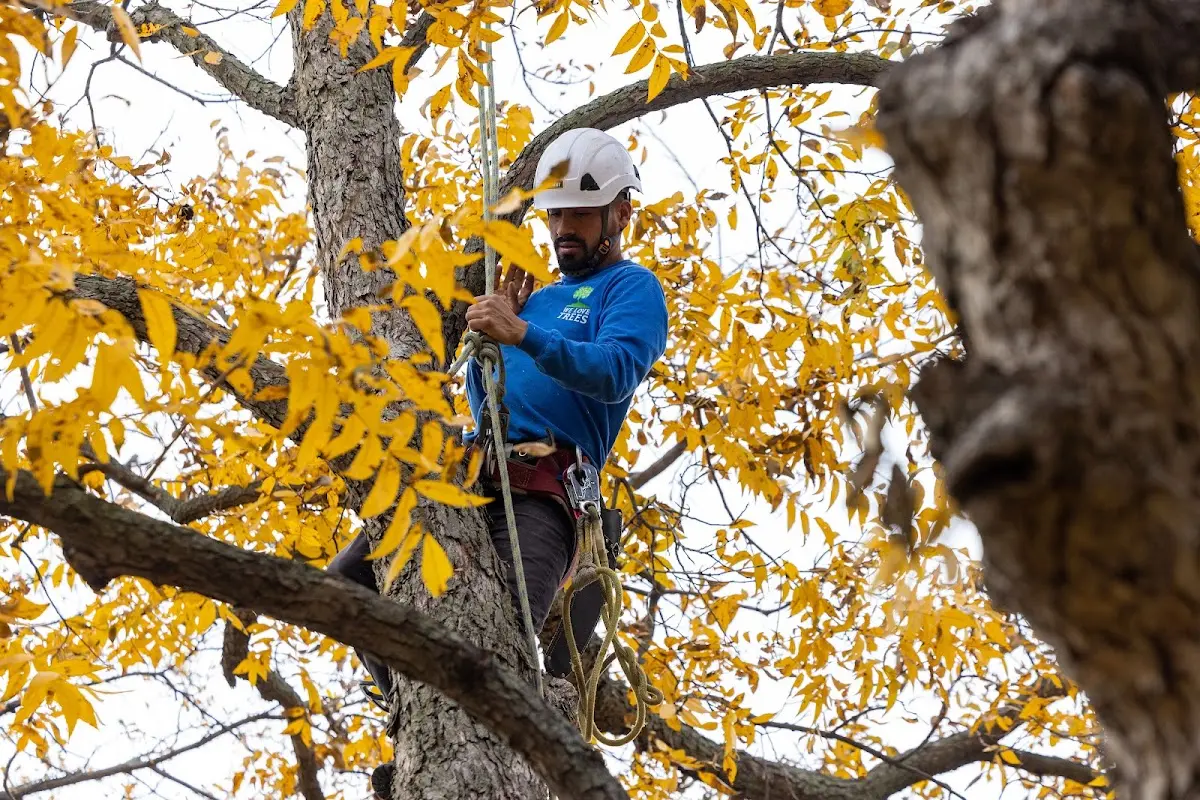 Skilled Tree Trimming crew working in Carmel