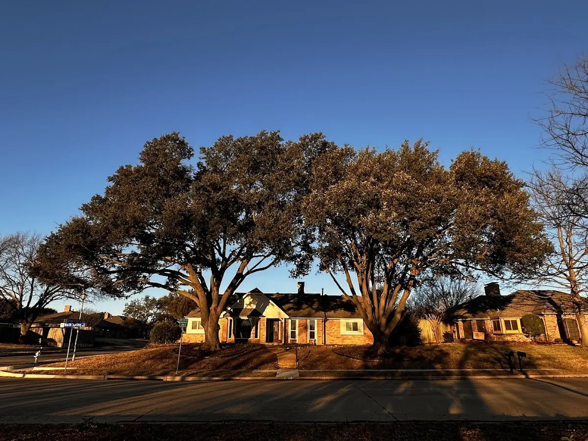 Established residential canopy tree shading a home in Carmel