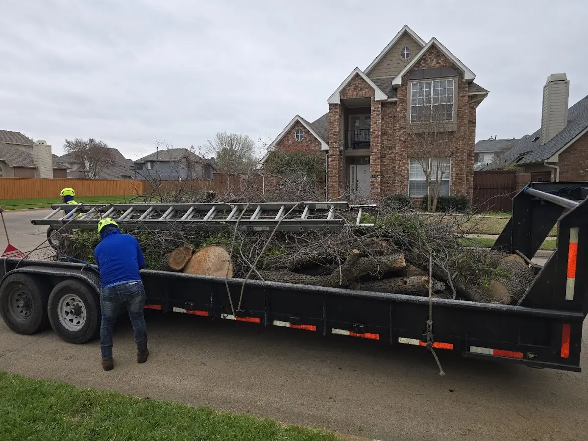 Expert Tree Pest Control with proper safety equipment in Carmel